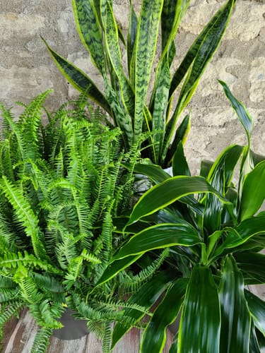 Customer photo review of Green Plant Fertilizer