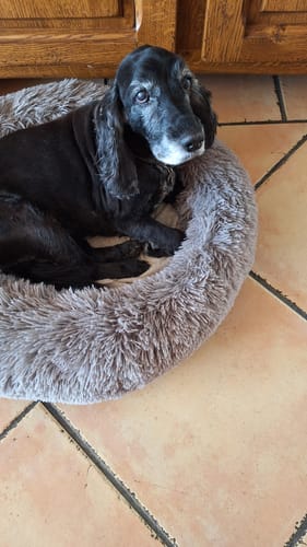 Customer photo review of Baume "Le Miraculeux" pour chiens 100% naturel