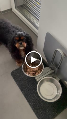 Customer video review of OH MY DOG! Huhn