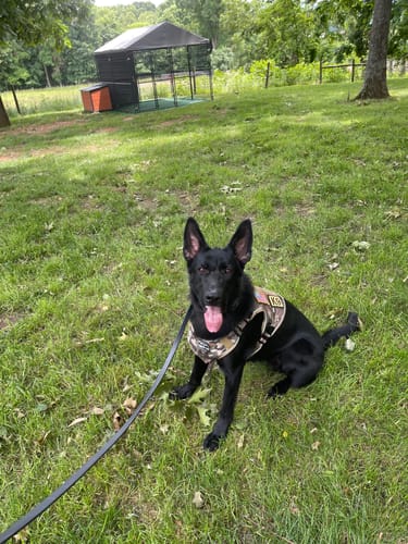Customer photo review of NEW Upgraded Tactical No-Pull Team K9™ Dog Harness with 4 Quick-Release Metal Buckles, Reinforced Front & Back D-Rings, Hook & Loop Panels, Adjustable Straps, Reflective Strips, & Top Handle
