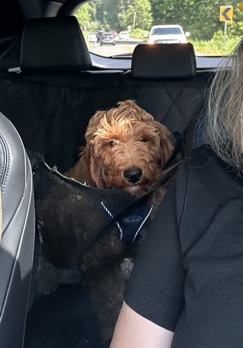 Customer photo review of 4Knines Hard Bottom Extender Car Seat Cover for Dogs - Regular