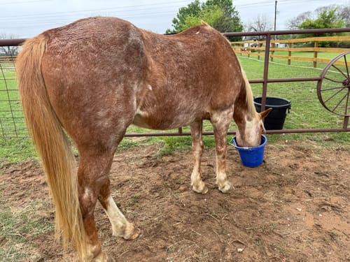 Customer photo review of OptiWize Collagen +Plus Horse Joint Supplement