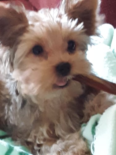 Customer photo review of 6 Inch Standard Bully Sticks