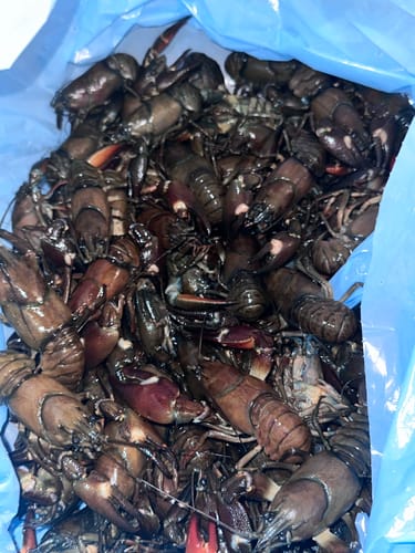 Customer photo review of Live Oregon Crawfish - Memorial Day Pre-Order