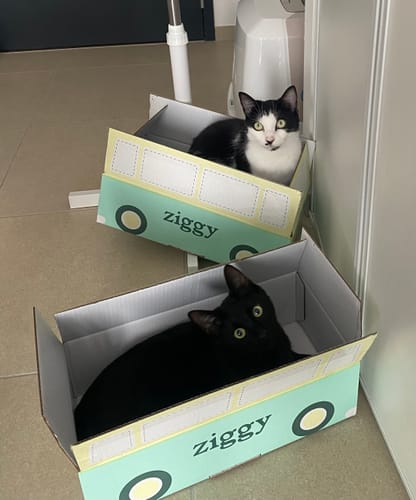 Avis photo d'un client sur Croquettes Chat Stérilisé Sans Céréales - Saumon