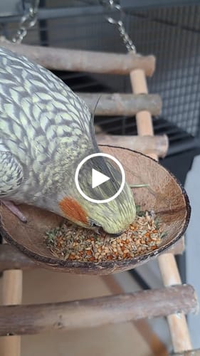 Customer video review of Welli Mix Wilde Bachminze