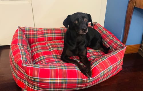 Customer photo review of Divanetto Cotone Scozzese Rosso