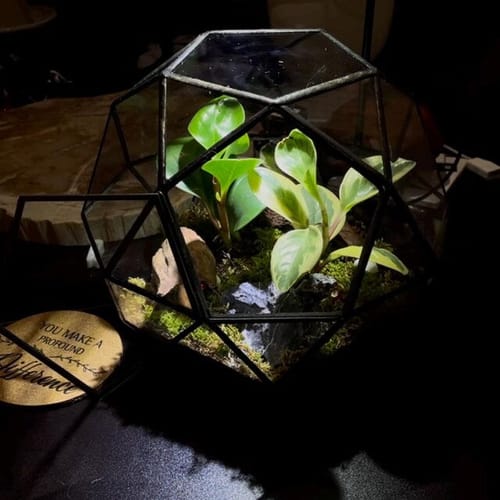 Customer photo review of Closed Bioactive Terrarium Kit
