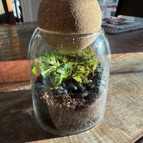 Customer photo review of Mini Terrarium Kit with Live Moss