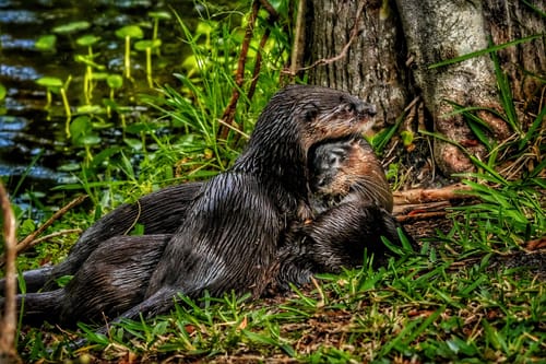 Customer photo review of 11x17 Gallery Wrapped Prints