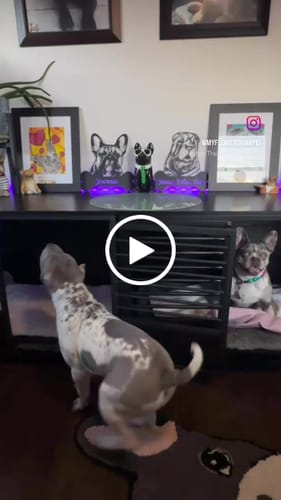 Customer video review of Custom Metal Chinese Shar Pei Wall Art - Metal Dog Breed Sign - 20+ Color Options - Up to 46"