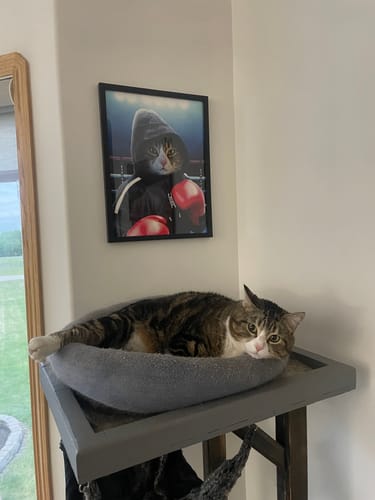 Customer photo review of The Boxer - Custom Pet Portrait