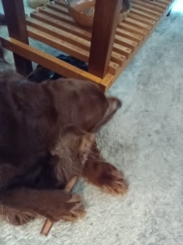 Customer photo review of 12 Inch Extra Thick Bully Sticks