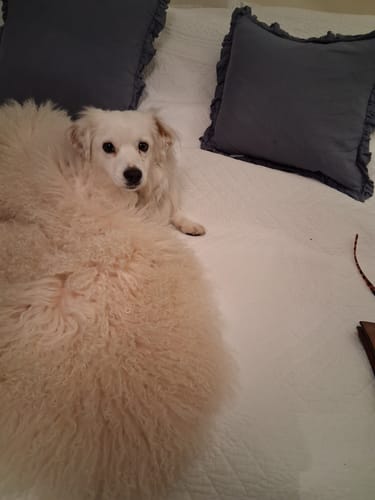 Customer photo review of Vegan Leather Dog Collar - Carolina Blue