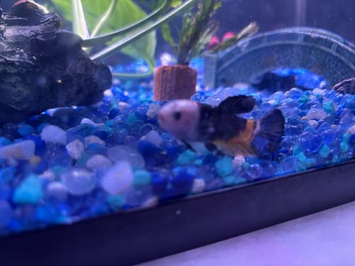 Customer photo review of Female Betta Fish Koi Nemo Neon Plakat