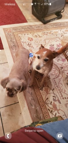 Customer photo review of K9 EarClear