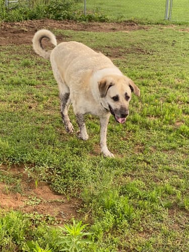 Customer photo review of Freedom Joint Drops