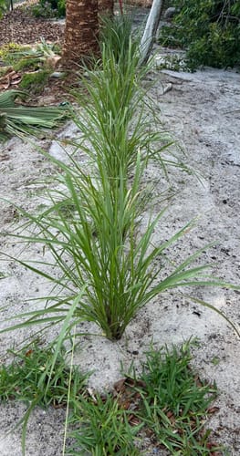 Customer photo review of Fakahatchee Grass