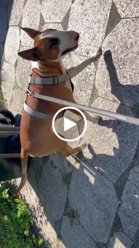 Mie I. review of 5cm Limited Edition Collar Width & Adjustable Lead Set image 1 out of 1