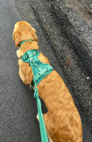 Customer photo review of Solace 6-IN-1 Hands Free Waterproof Leash