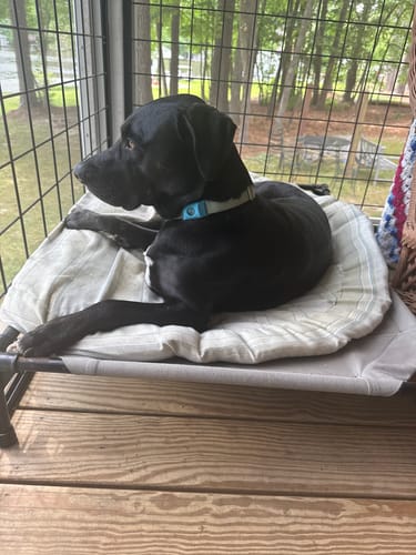 Customer photo review of FurLife™ 12 Months Flea and Tick Free