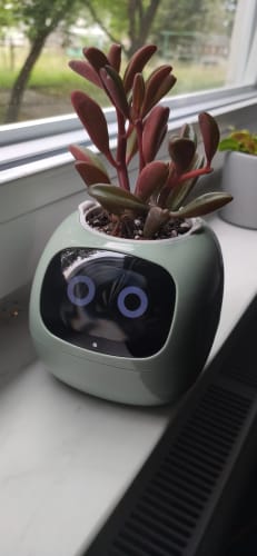 Customer photo review of LitLamp™ Ivy Smart Planter