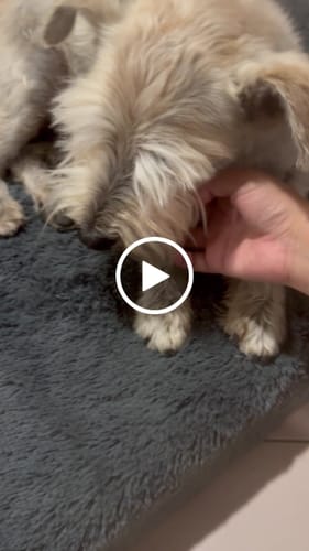 Customer video review of Cama Ortopédica para Perros