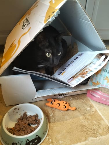 Avis photo d'un client sur Croquettes Chat Stérilisé Sans Céréales - Poulet