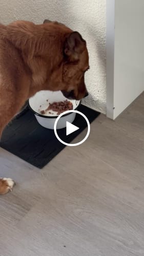 Customer video review of OH MY DOG! Rind