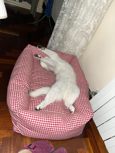 Customer photo review of Divanetto Cotone Vichy Rosso