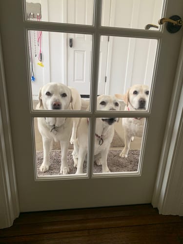 Customer photo review of ProDenta