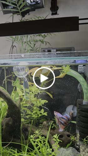 Customer video review of Multicolor Halfmoon Male Betta Fish | High Grade | Order Directly From Farm | You Pick Fish |