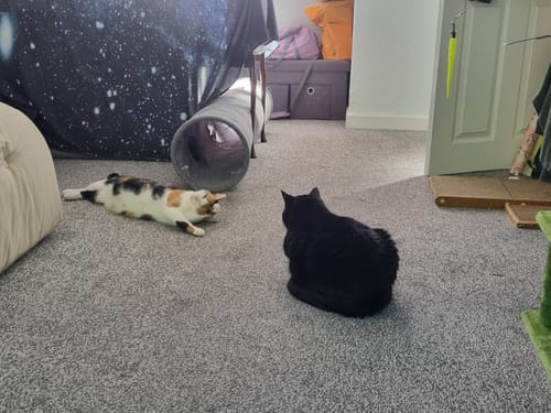 Customer photo review of 1 Month Supply – 2 Cat