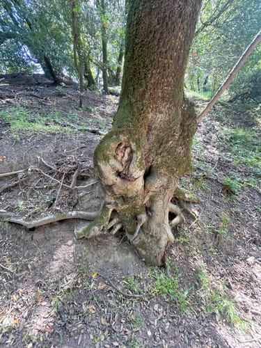 Customer photo review of Ancestors Hapé