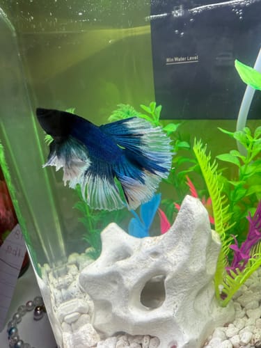 Customer photo review of Dumbo Blue Butterfly Halfmoon Male Betta Fish