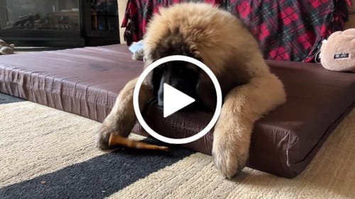 Customer video review of Smoked Duck Feet