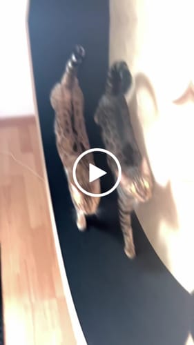 Nancy W. review of Laufrad Rocky - NUR RAD image 1 out of 1