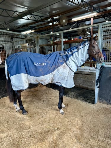 Customer photo review of Rambo Autumn Series Turnout