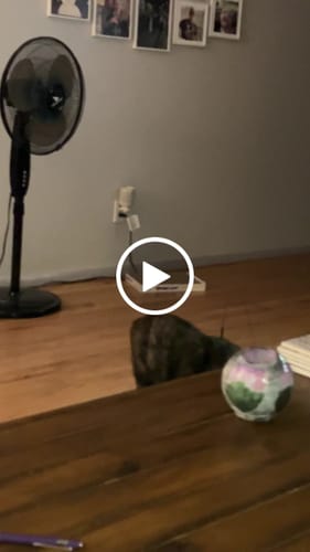 Customer video review of Interactive Bird Simulation Cat Toy Set