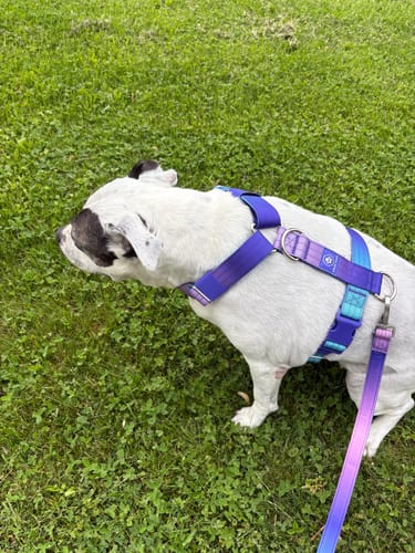 Customer photo review of Comfort Control No-Pull Dog Harness Set - 90s Retro
