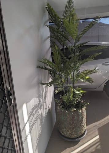 Customer photo review of Real Touch Artificial Phoenix Palm Tree UV Resistant 180cm