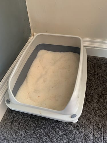 Customer photo review of 1 Month Supply – 2 Cat