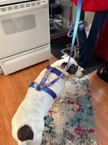 Customer photo review of Comfort Control No-Pull Dog Harness Set - 90s Retro