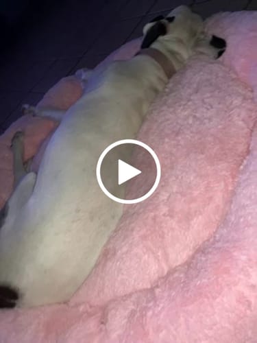 Customer video review of Cama Antiestrés para Perros