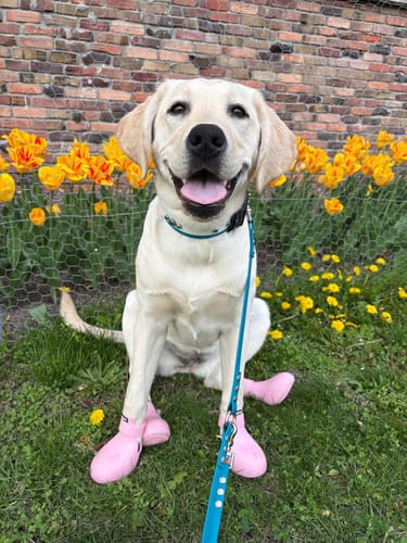 Customer photo review of WagWellies® by wagwear