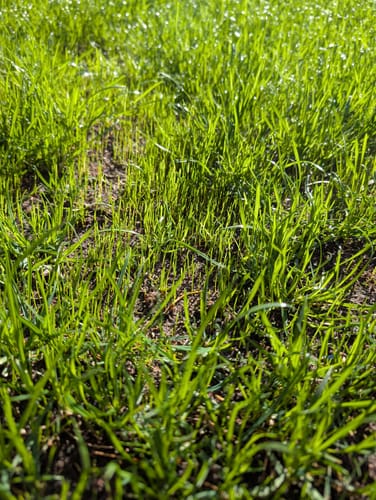 Customer photo review of Animatio® Profi-Rasendünger