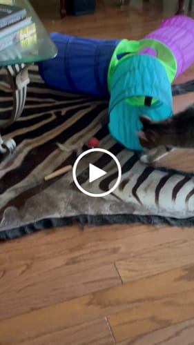 Kimberly E. review of SPEEDY TAIL 2.0 image 1 out of 1