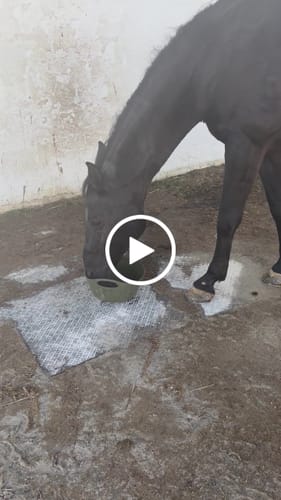 Customer video review of Strotonin Horse Support