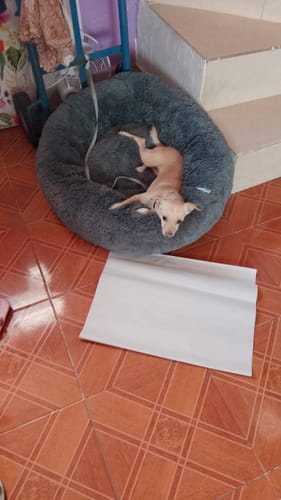 Customer photo review of Cama Antiestrés para Perros