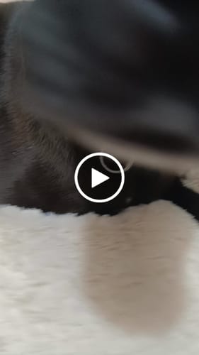 Customer video review of Cama Antiestrés para Perros